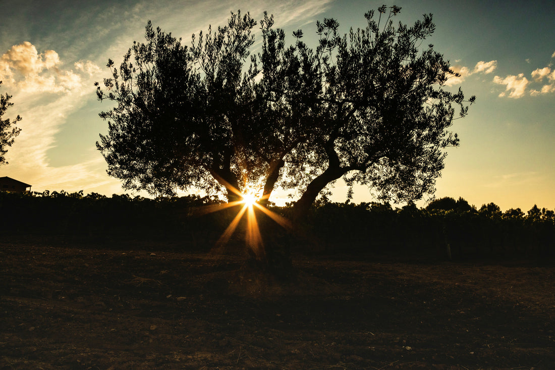 Is Olive Wood From the Holy Land Really Authentic? What Buyers Should Know